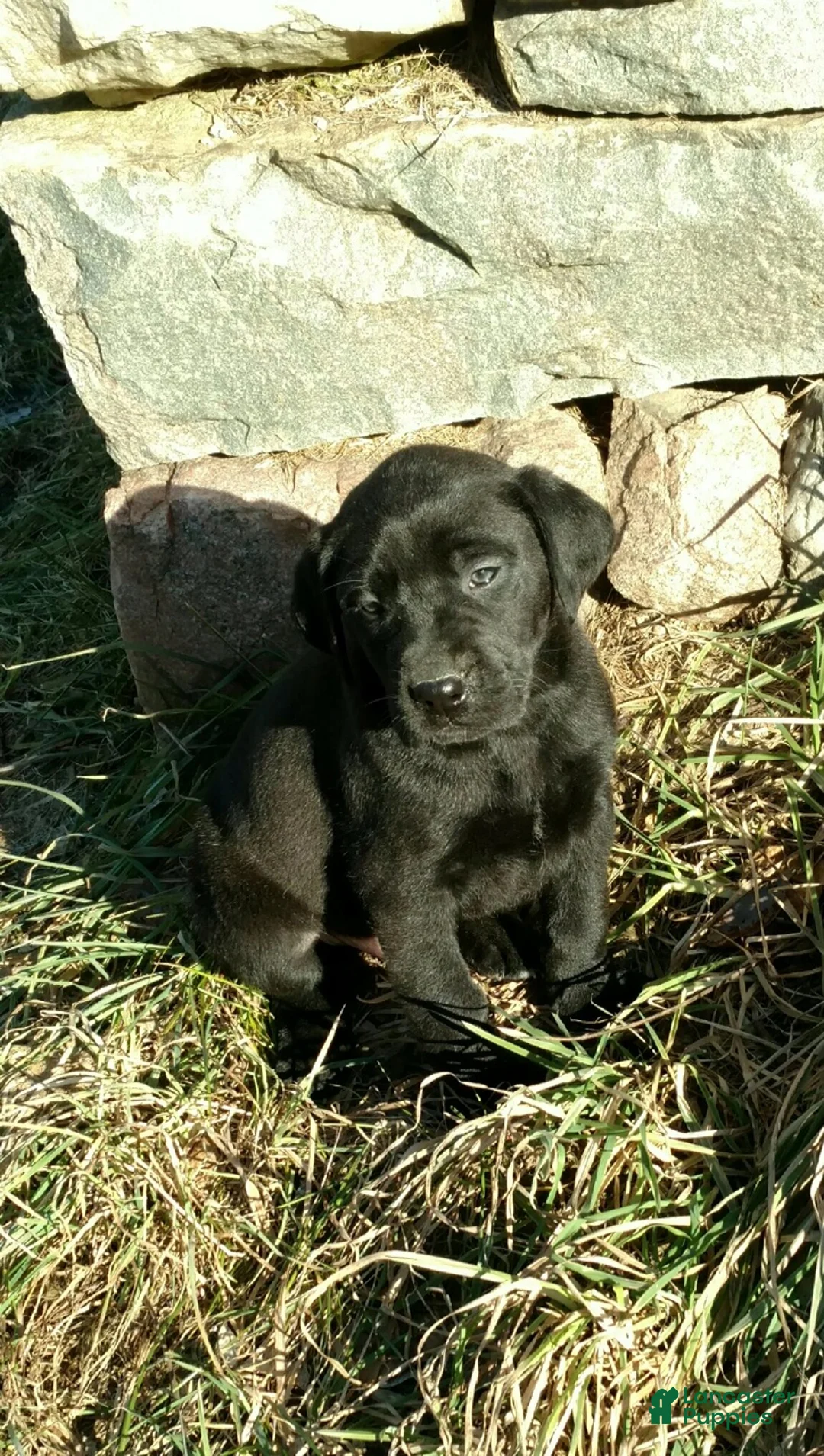 Labrador Retriever dogs for sale: Gemma - Ad 1