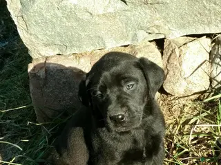 Labrador Retriever dogs Gemma - Ad 36