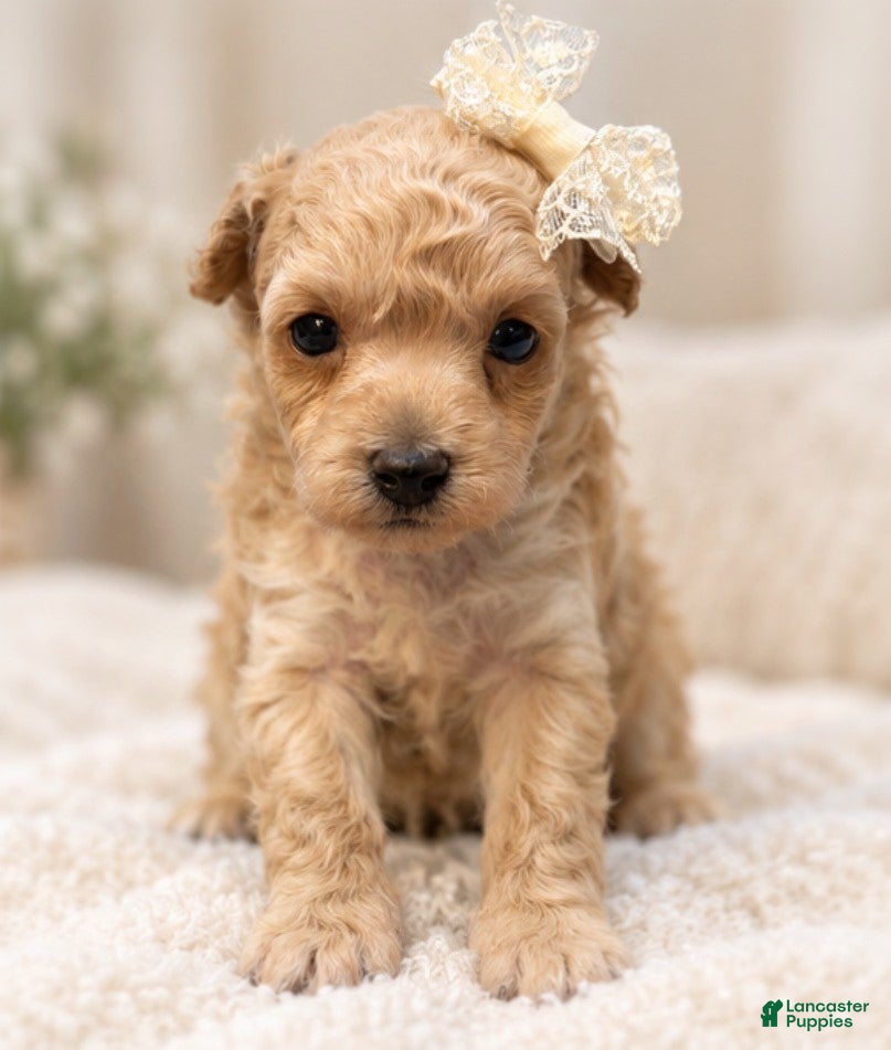 Toy Poodle dogs Toy Poodle 1 - Ad 2