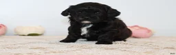 Shihpoo dogs for sale: Carry - Ad 8