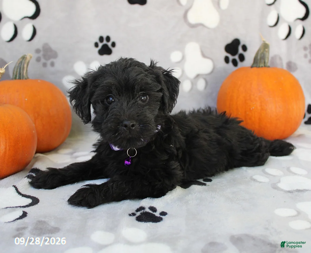 Yorkiepoo dogs for sale: Sage - Ad 4