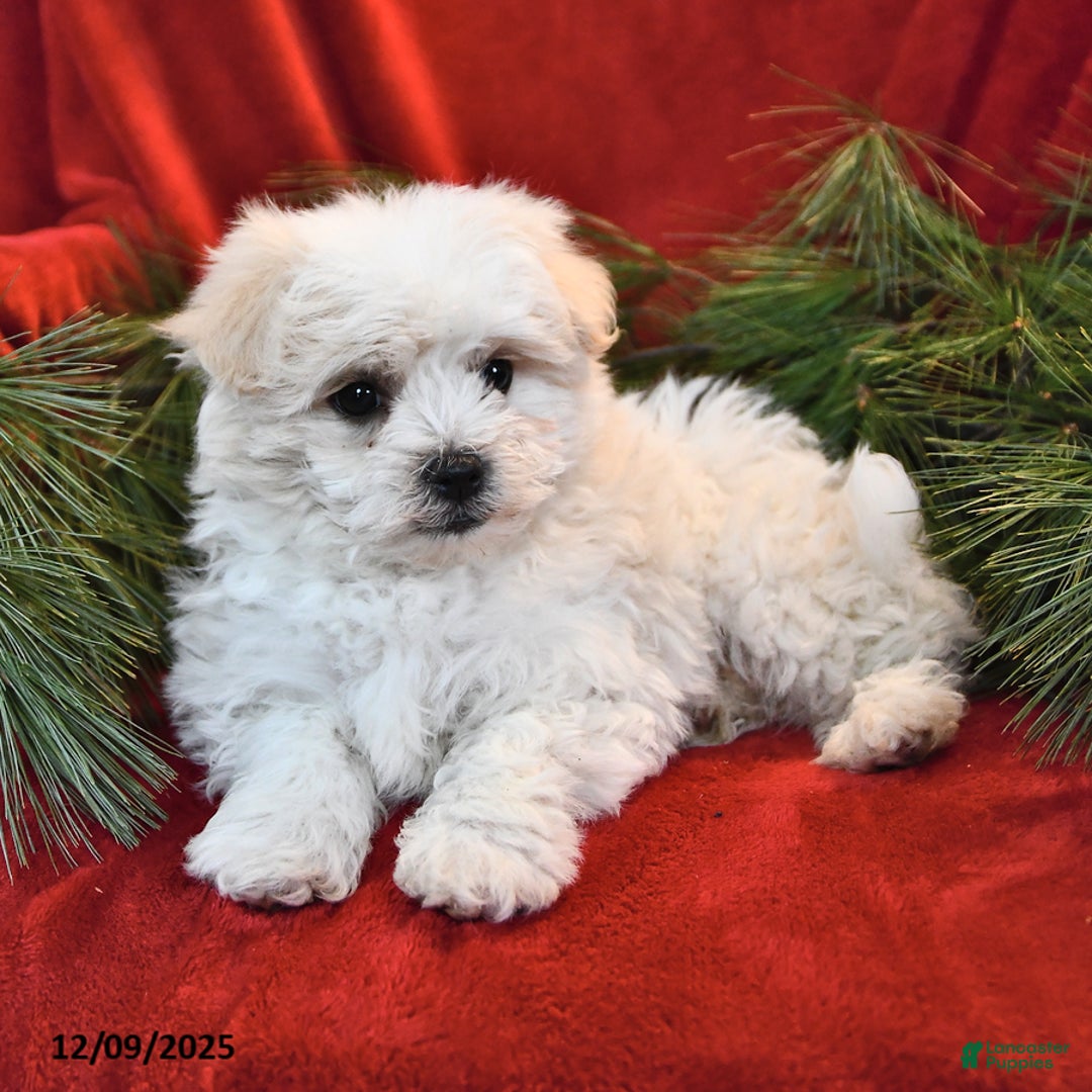 Maltese dogs for sale: Kyle - Ad 3
