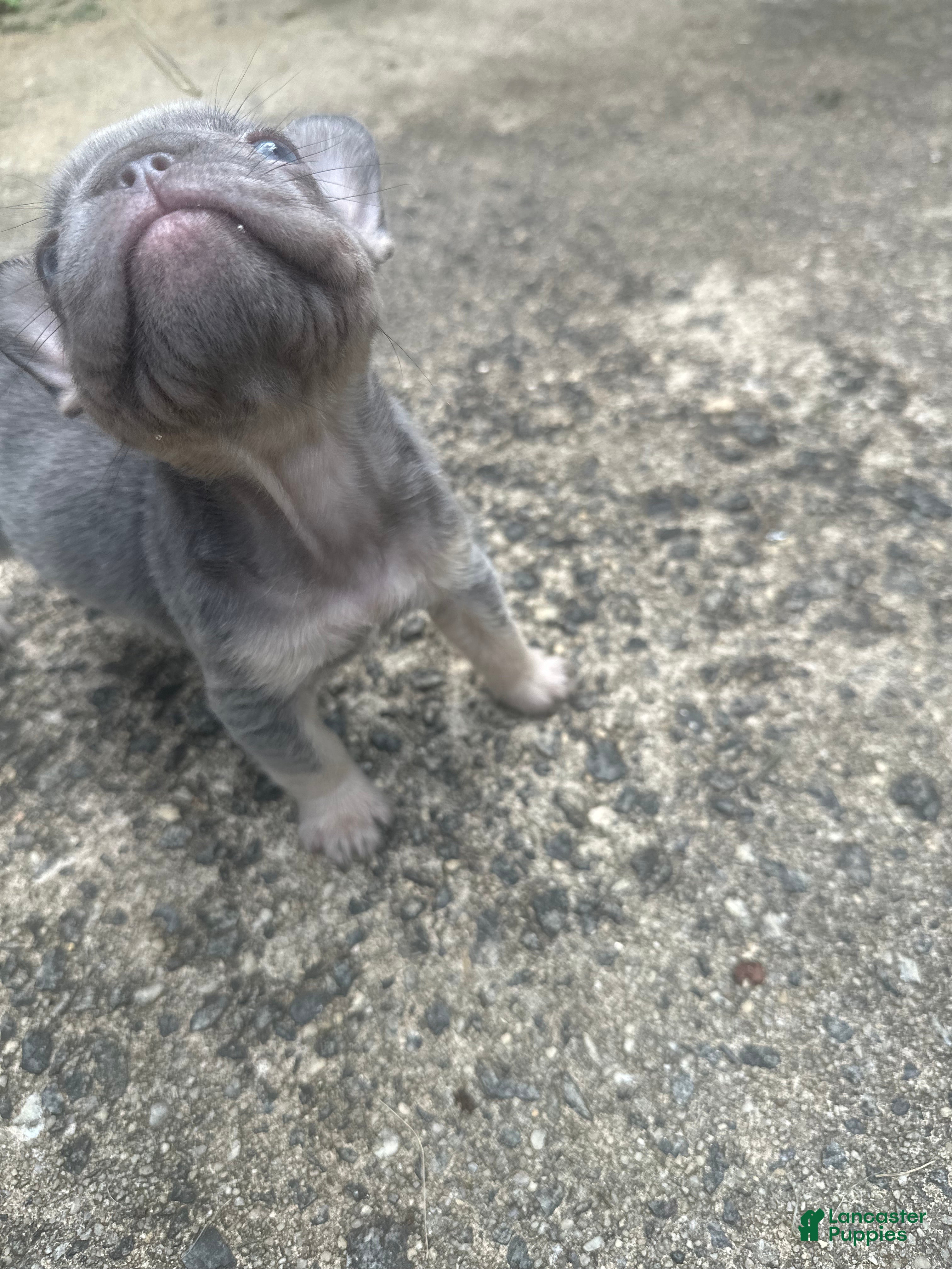 French Bulldog dogs French Bulldog 4 - Ad 2