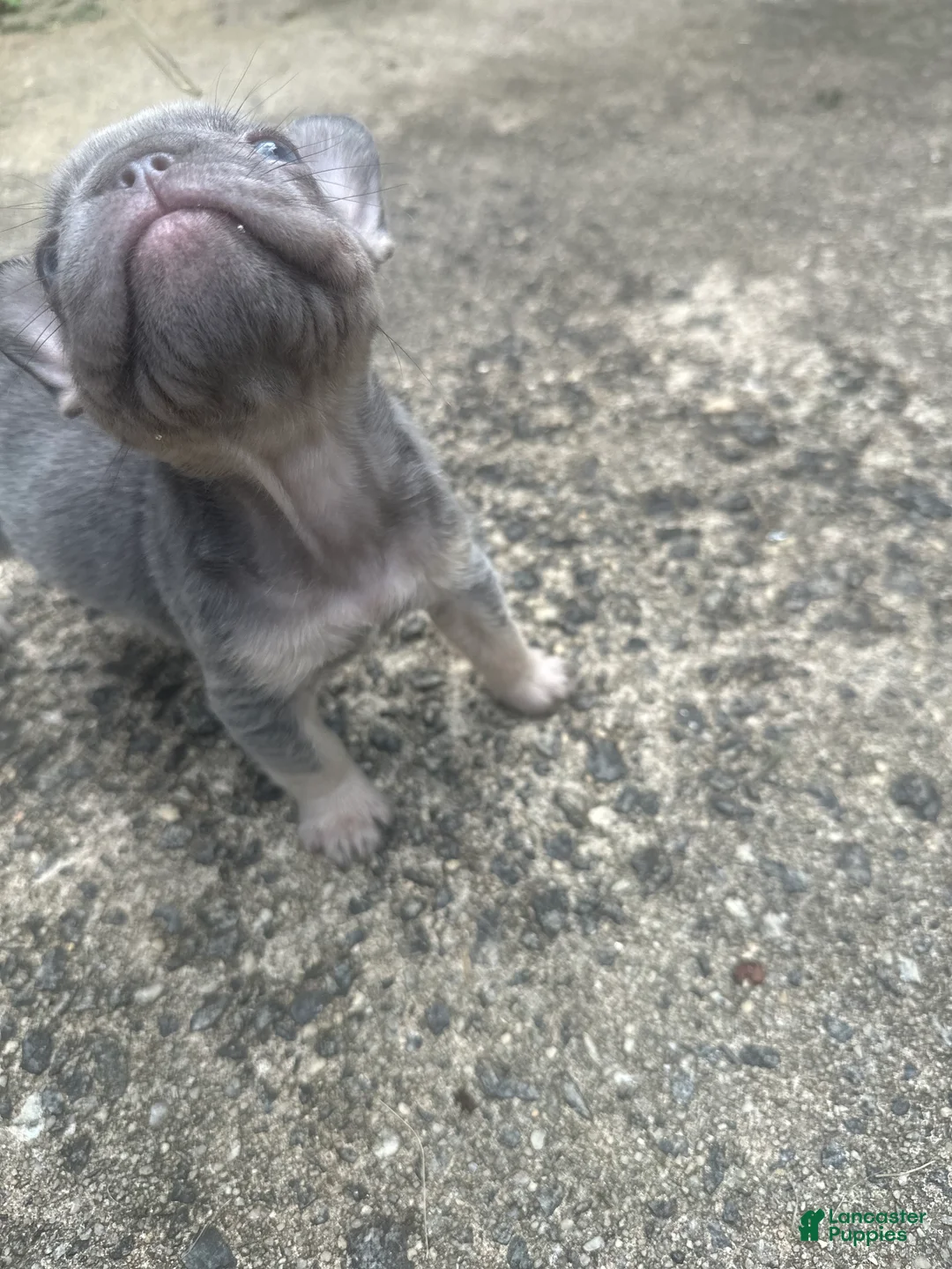 French Bulldog dogs for sale: French Bulldog 4 - Ad 2
