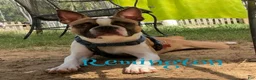 Boston Terrier dogs for sale: Dustin - Ad 3