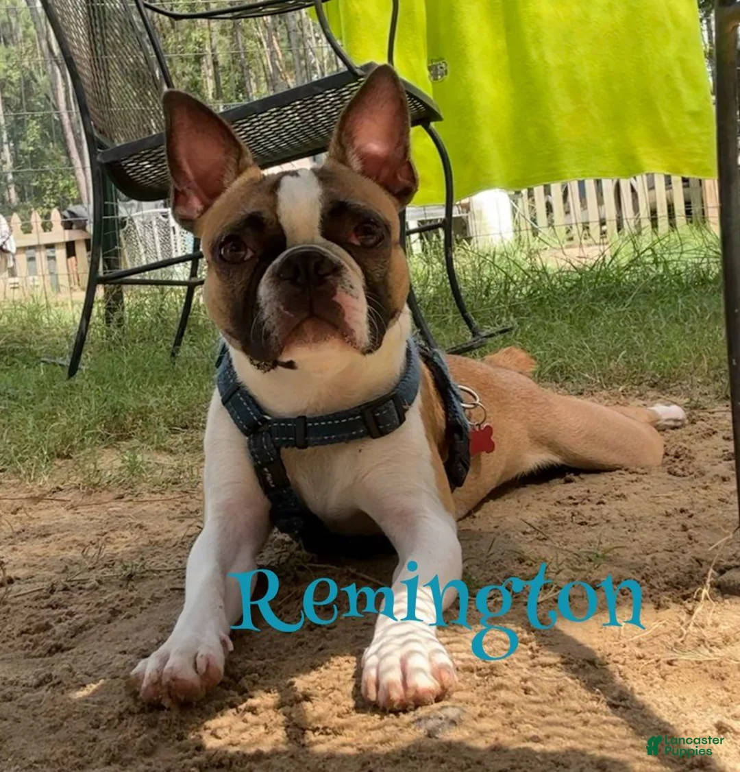 Boston Terrier dogs for sale: Dustin - Ad 3