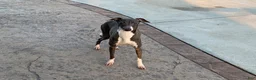 Italian Greyhound dogs for sale: Connor  - Ad 15