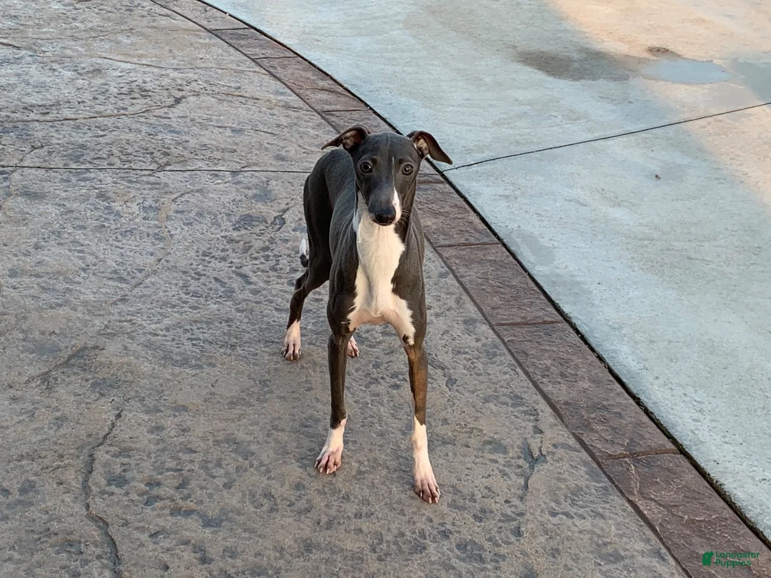 Italian Greyhound dogs for sale: Connor  - Ad 15