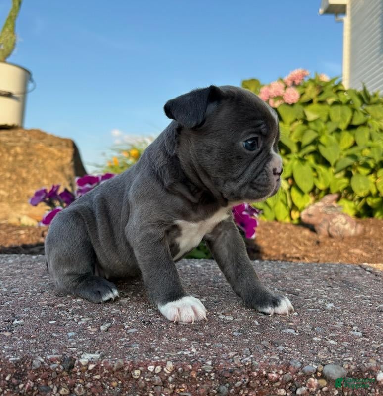 Frenchton dogs Tessa - Ad 1