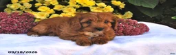 Cavapoo dogs for sale: Pumpkin - Ad 4
