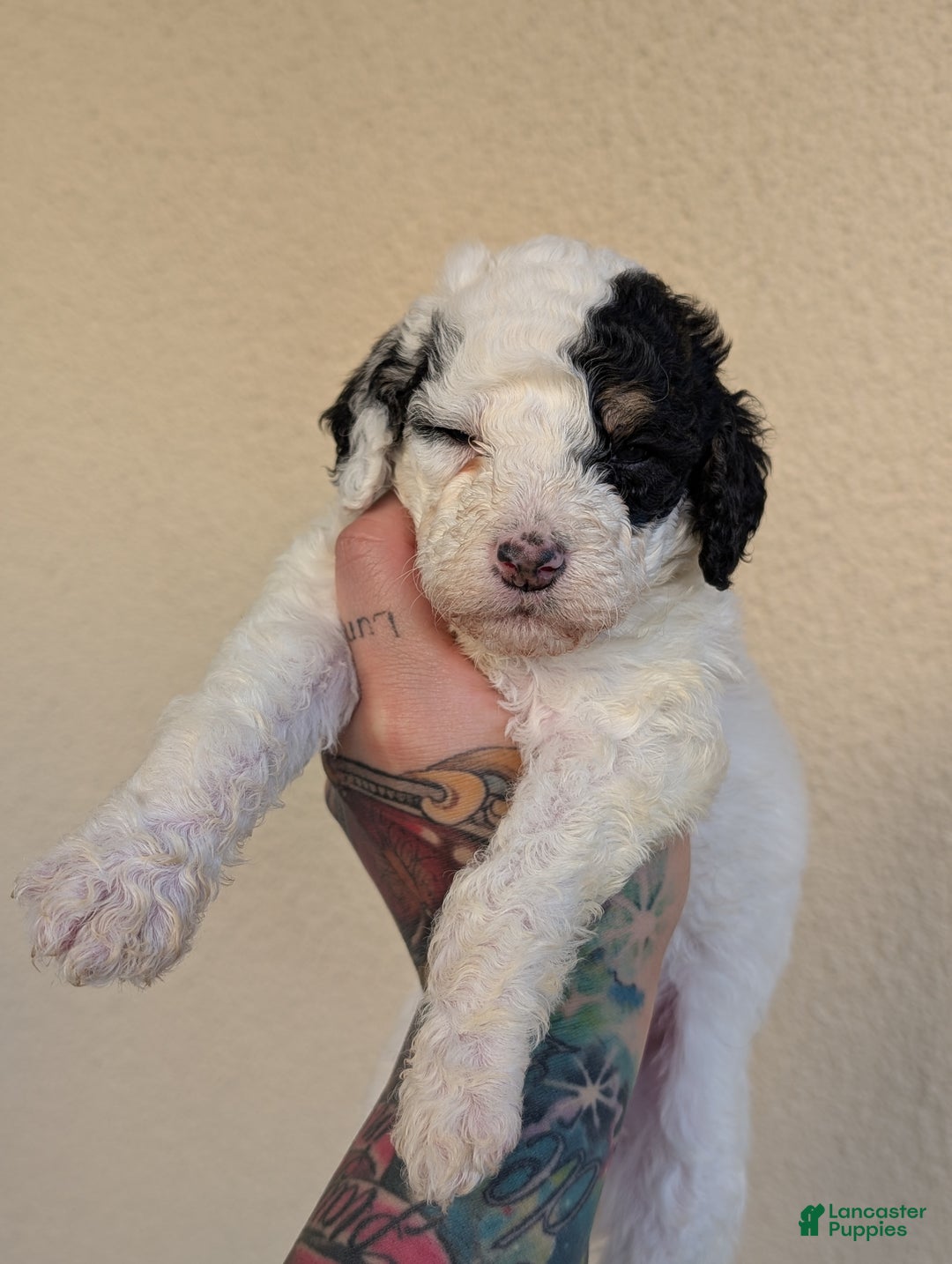 Mixed Breed dogs for sale: MAKI - Ad 4