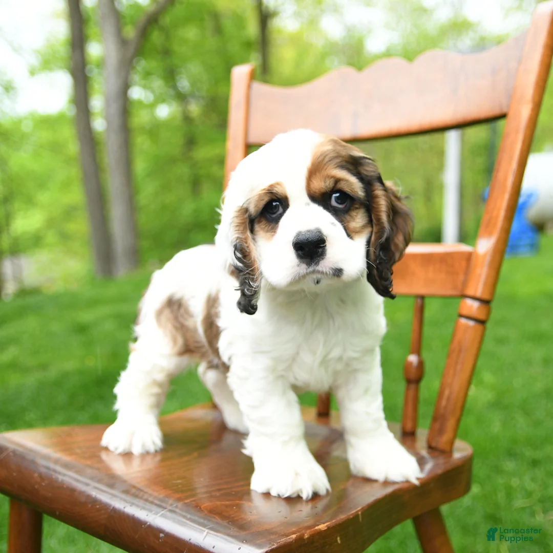 Cocker Spaniel dogs for sale: Bingo - Ad 1