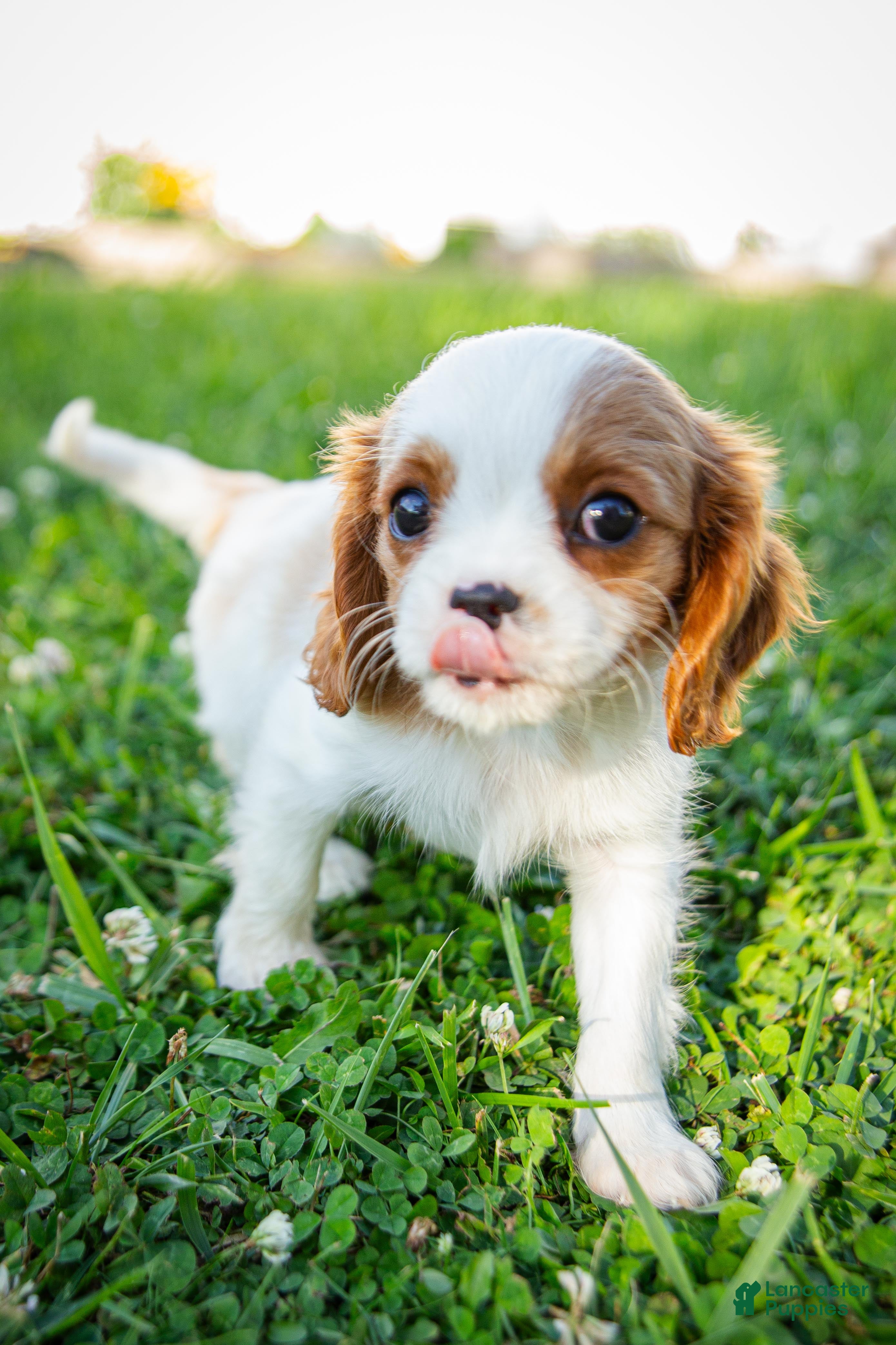 Cavalier King Charles Spaniel dogs Duke - Ad 2