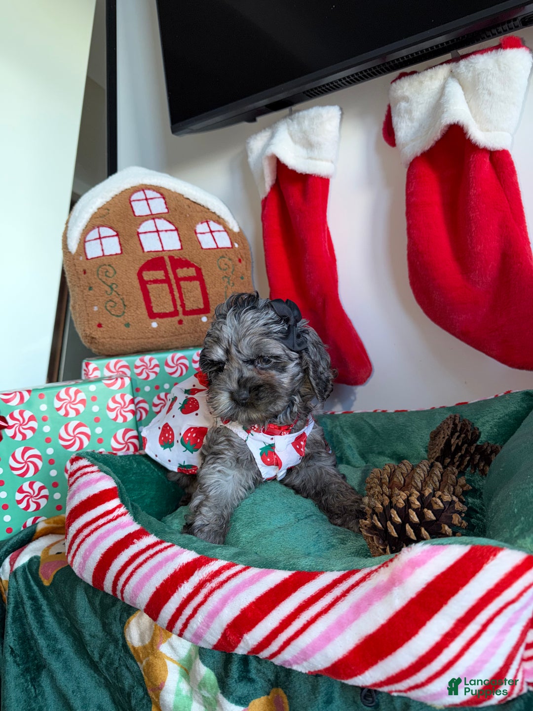 Cockapoo dogs for sale: Bluey - Ad 4