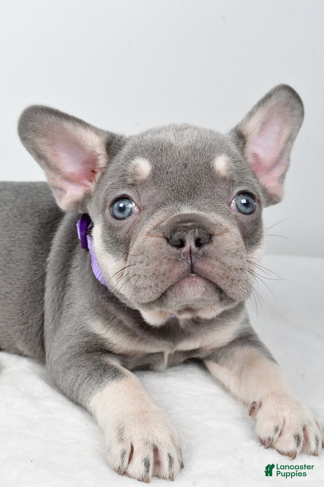 French Bulldog dogs for sale: Kayla - Ad 5
