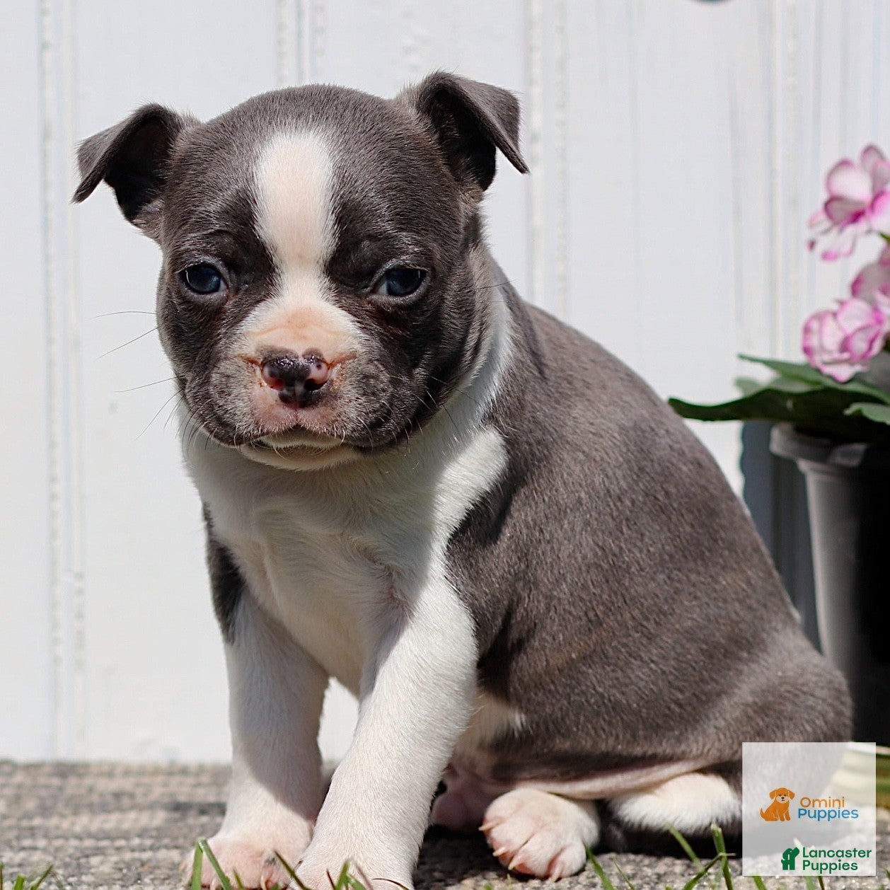 Boston Terrier dogs Milo - Ad 2