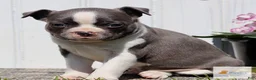 Boston Terrier dogs for sale: Milo - Ad 2