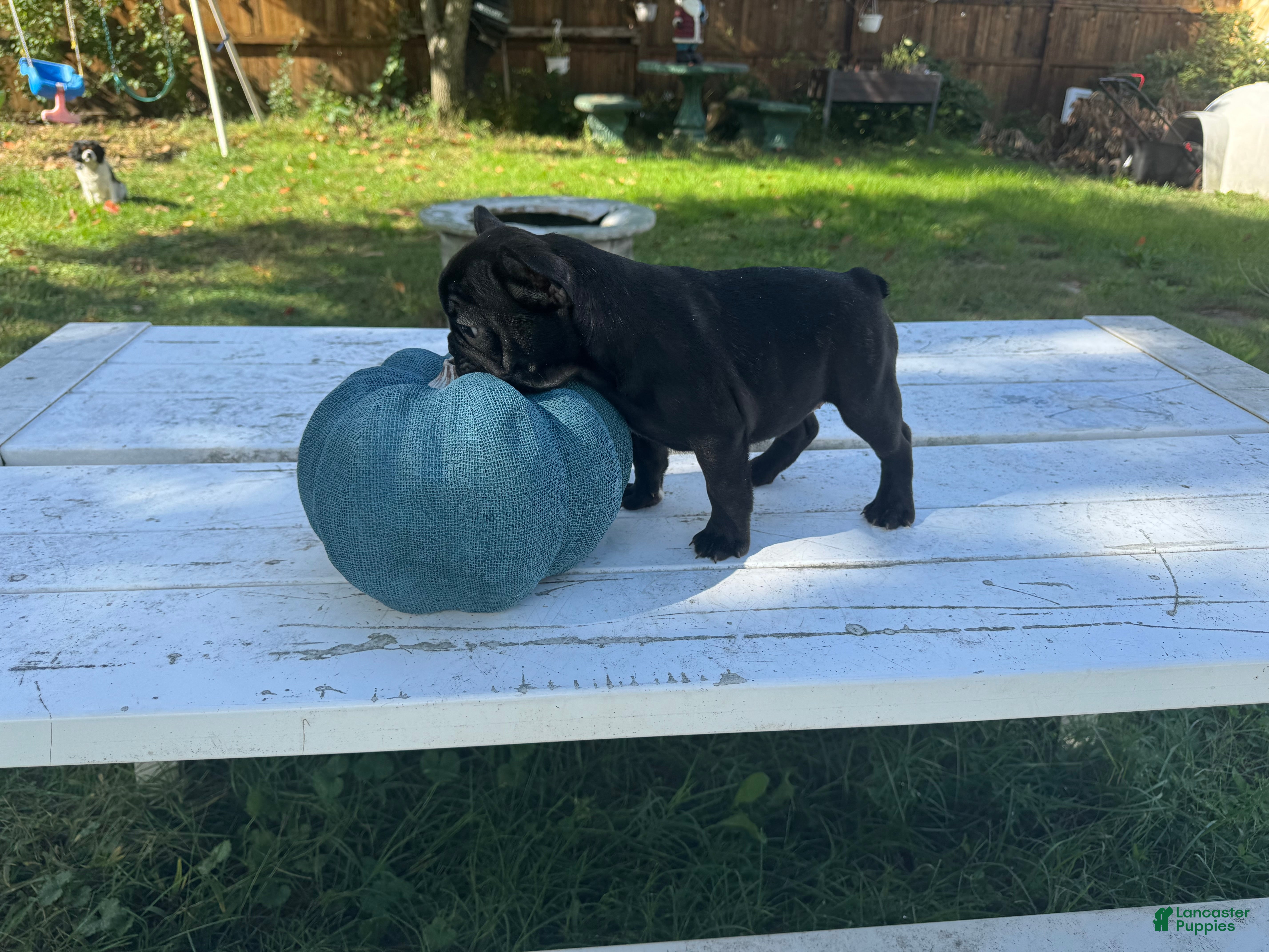 French Bulldog dogs Bella - Ad 2