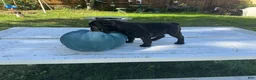 French Bulldog dogs for sale: Bella - Ad 2