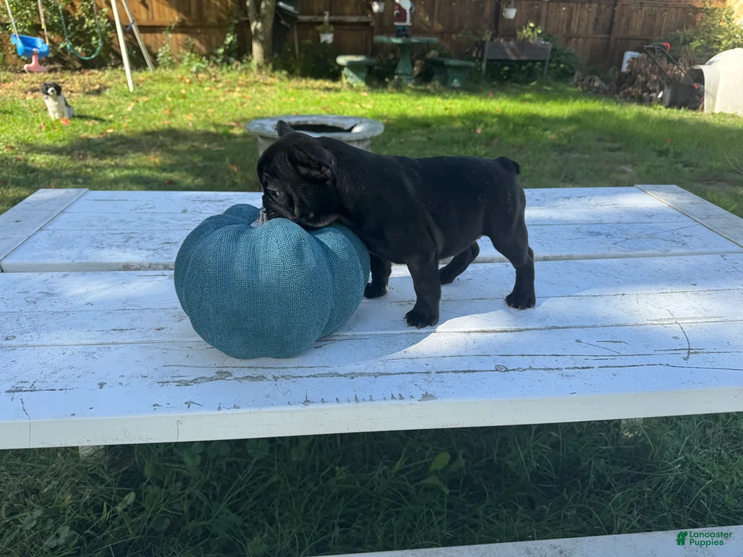 French Bulldog dogs for sale: Bella - Ad 2