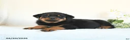 Rottweiler dogs for sale: Chip - Ad 5
