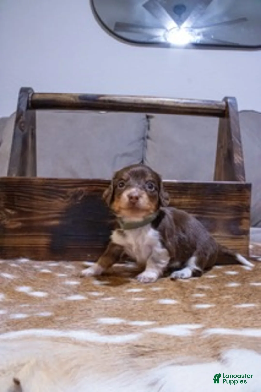 Miniature Dachshund dogs for sale: Miniature Dachshund Green - Ad 1
