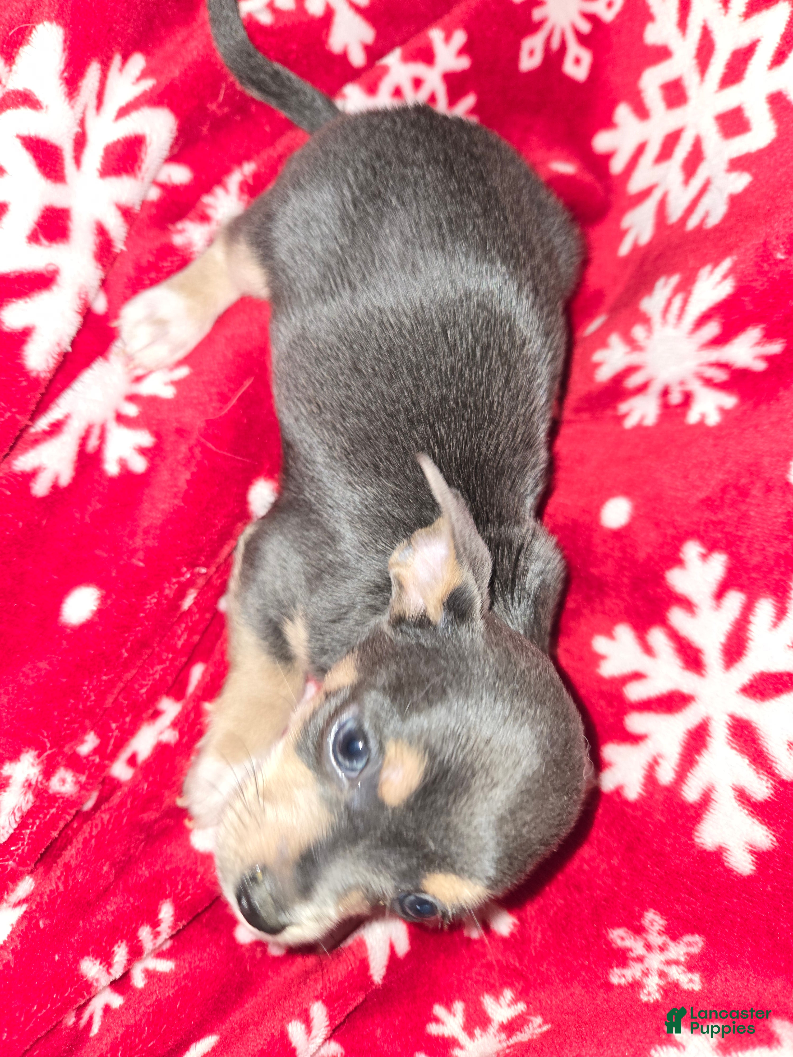 Chihuahua dogs Little Boy Blue - Ad 31
