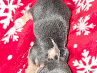 Chihuahua dogs Little Boy Blue - Ad 20