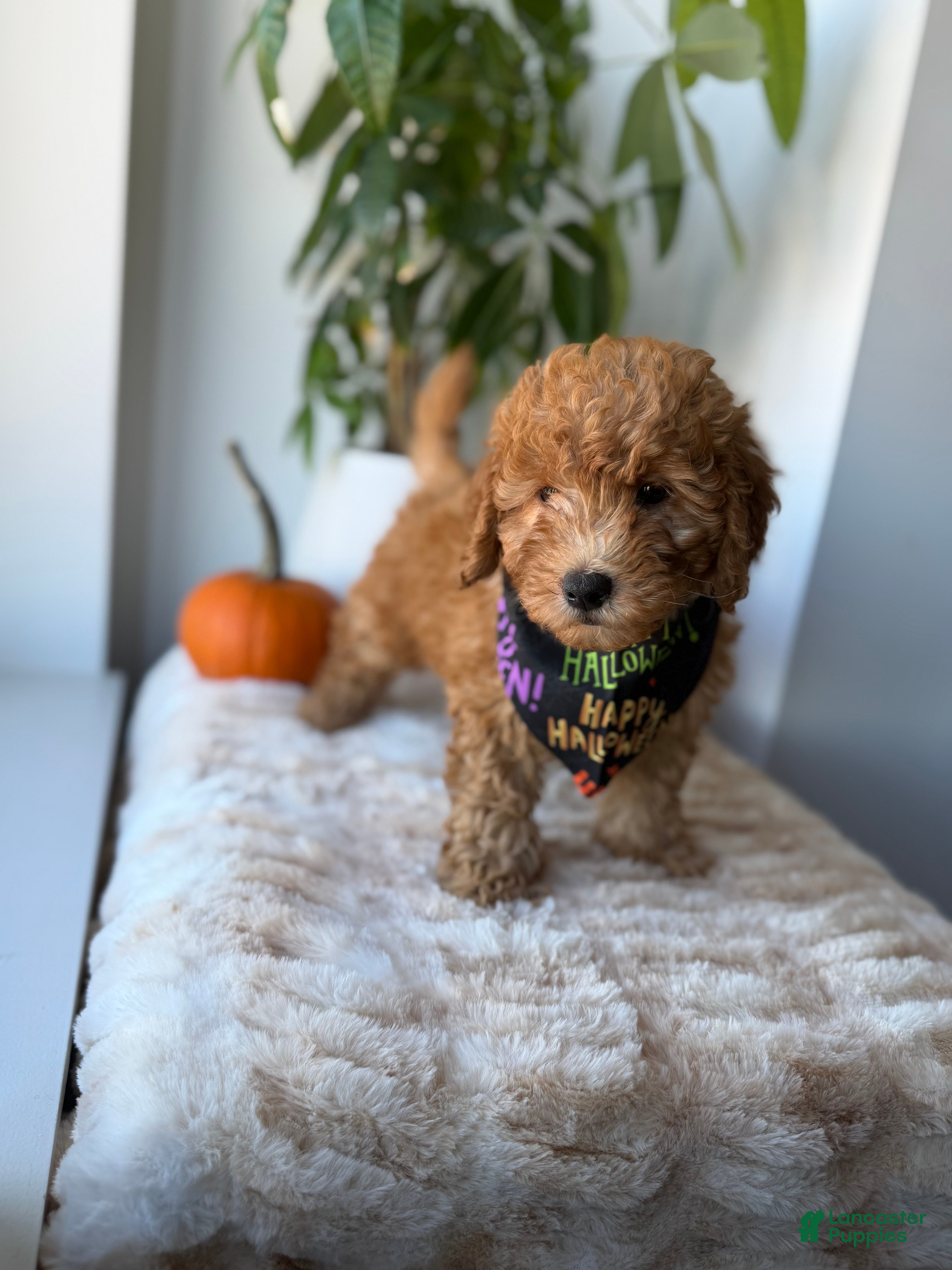 Mini Goldendoodle dogs Hermes - Ad 1