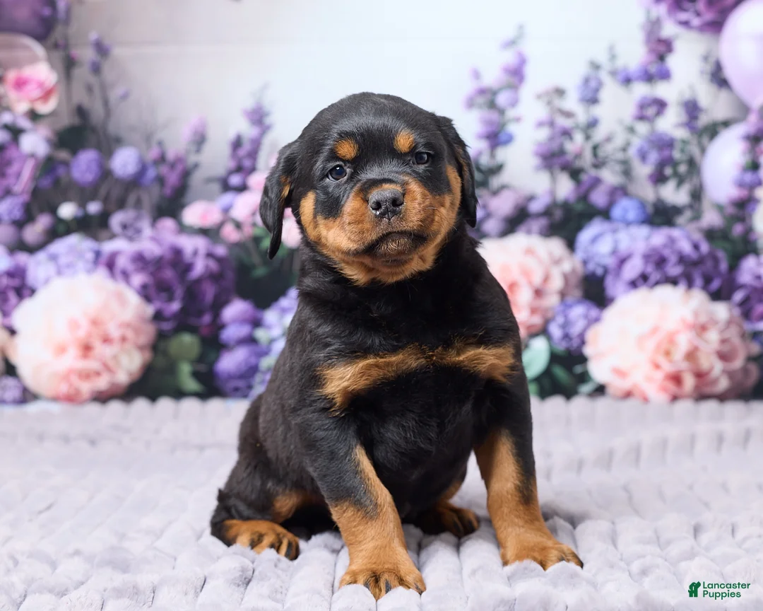 Rottweiler dogs for sale: Jordan - Ad 2