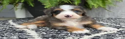 Mini Bernedoodle dogs for sale: Mini Daisy - Ad 3