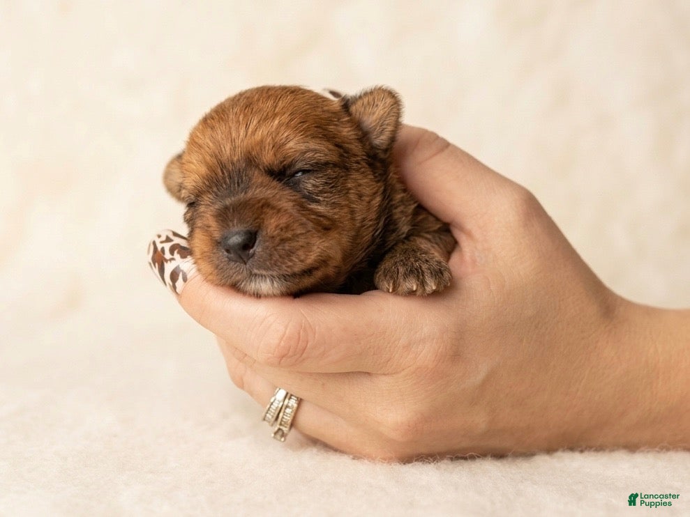Yorkshire Terrier dogs Benny - Ad 42