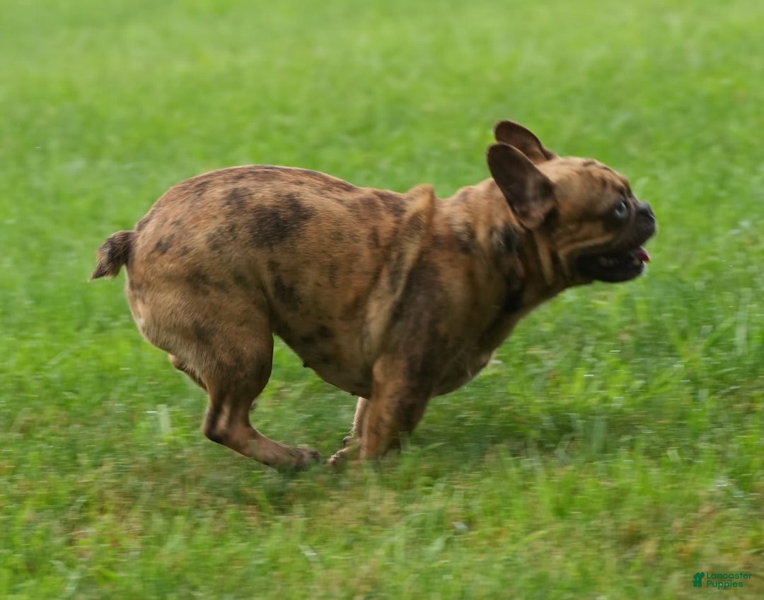 French Bulldog dogs for sale: Jackie - Ad 5