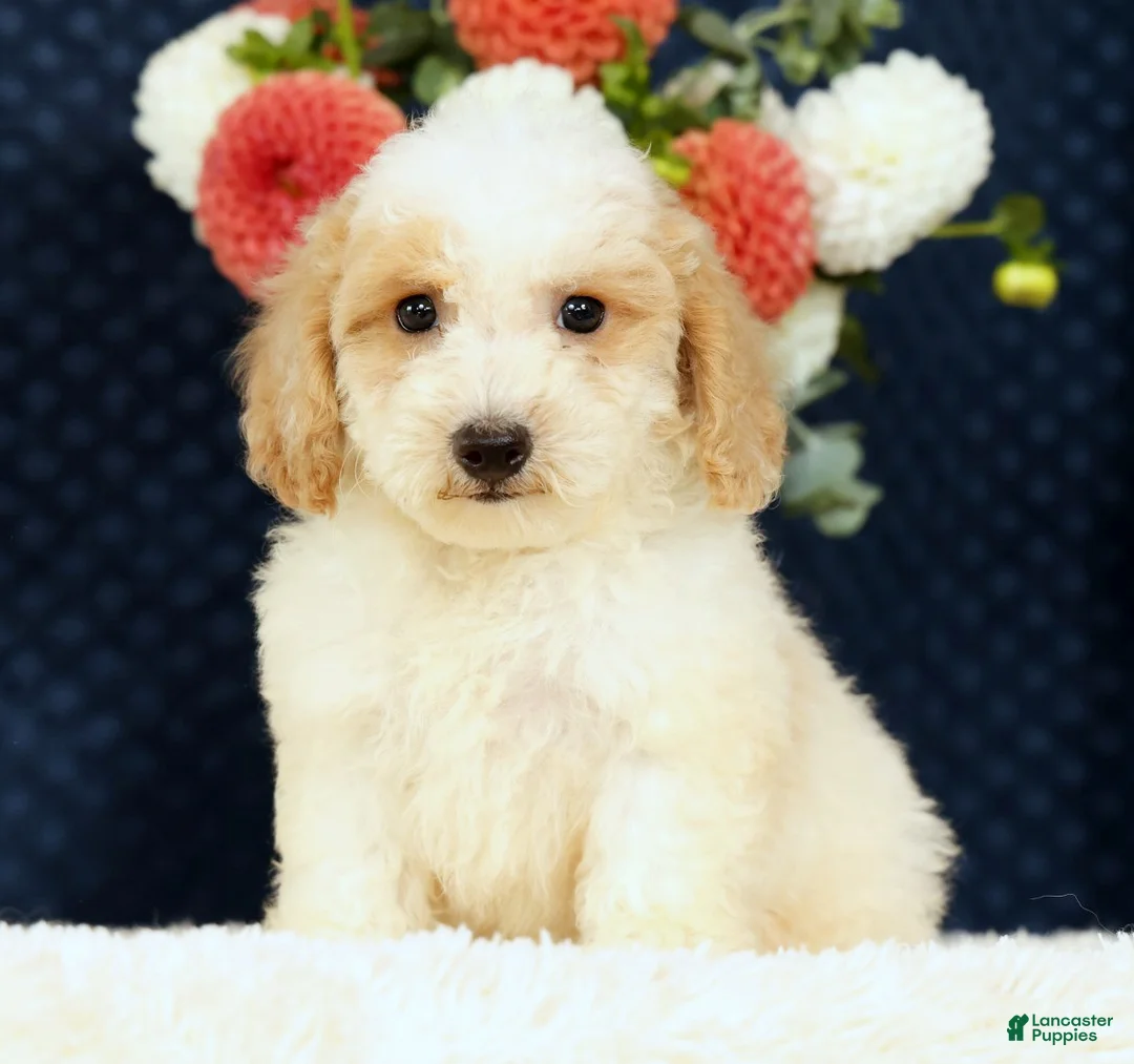 Bichpoo dogs for sale: Ender - Ad 1
