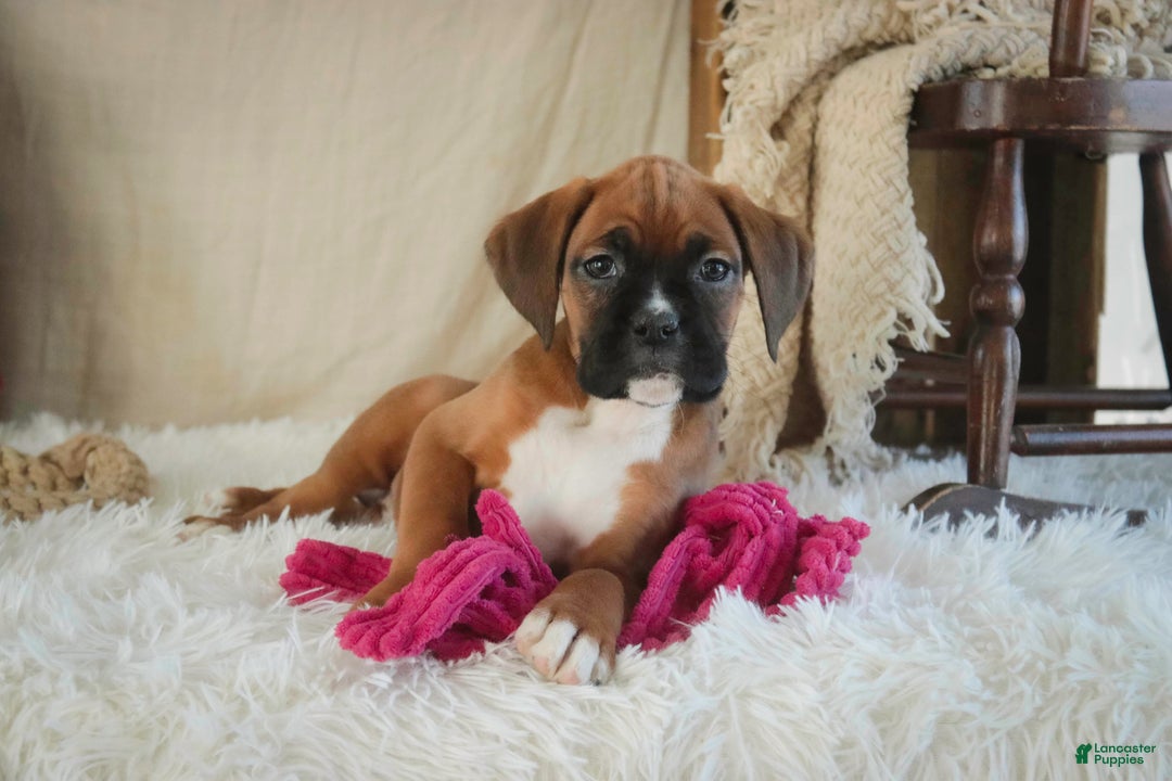 Boxer dogs for sale: Callie - Ad 8