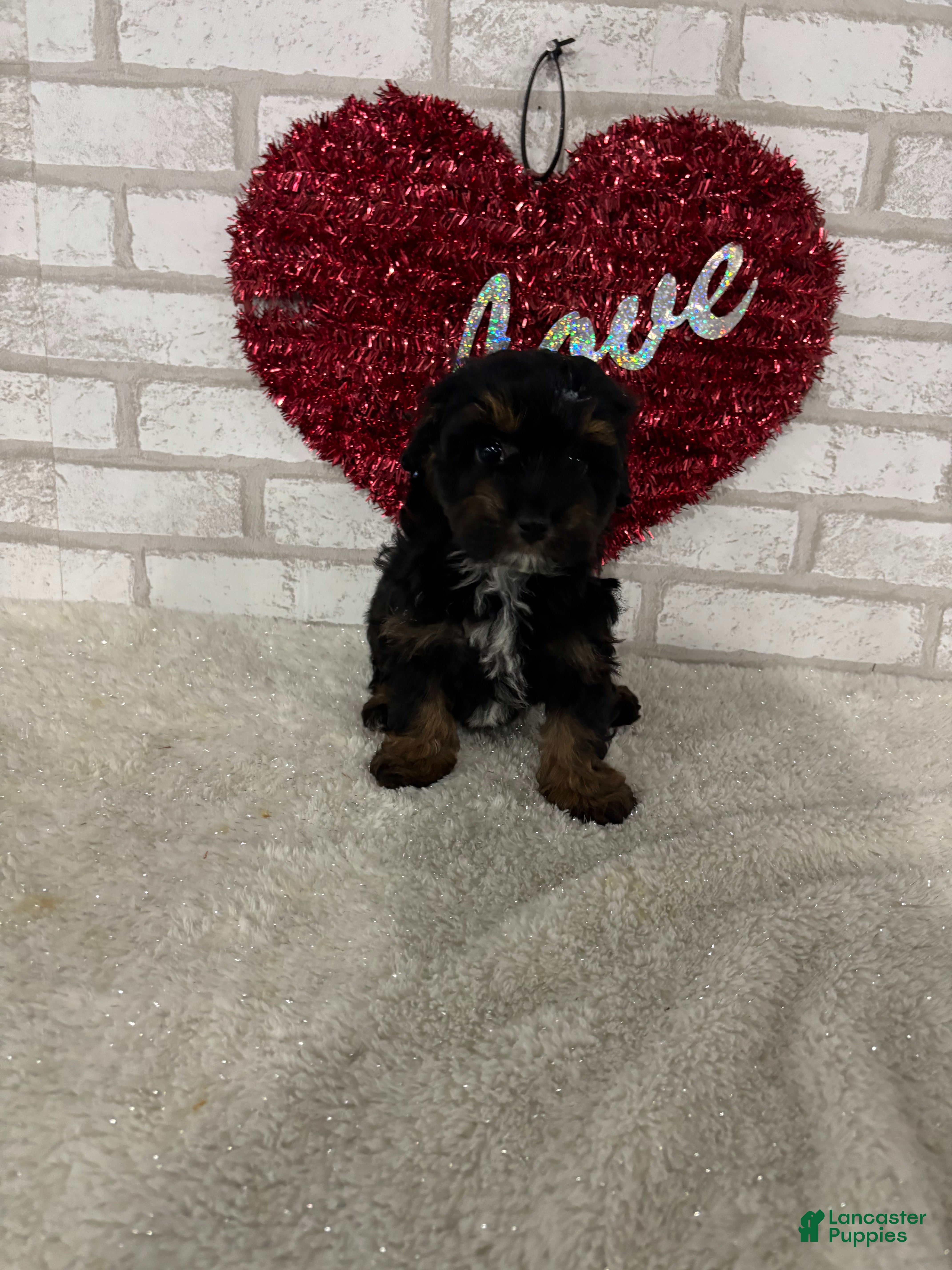 Maltipoo dogs Sophia - Ad 1