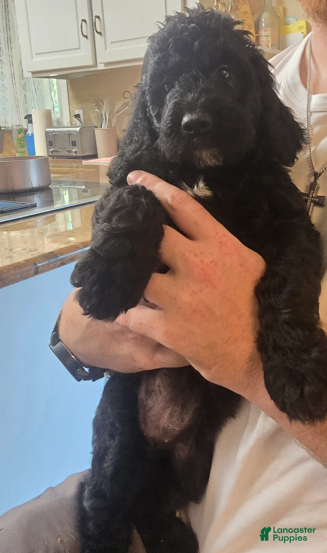 Miniature Labradoodle dogs for sale: Miniature Labradoodle Orange - Ad 2