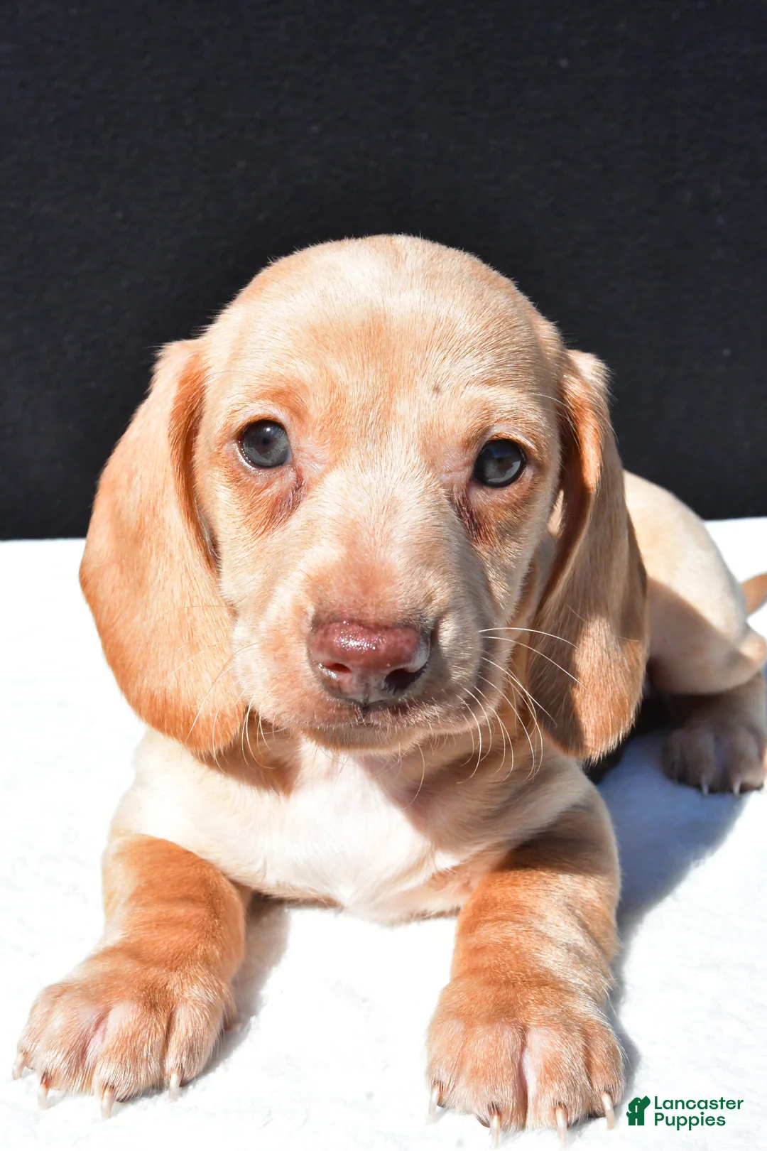 Dachshund dogs for sale: Sammy - Ad 2