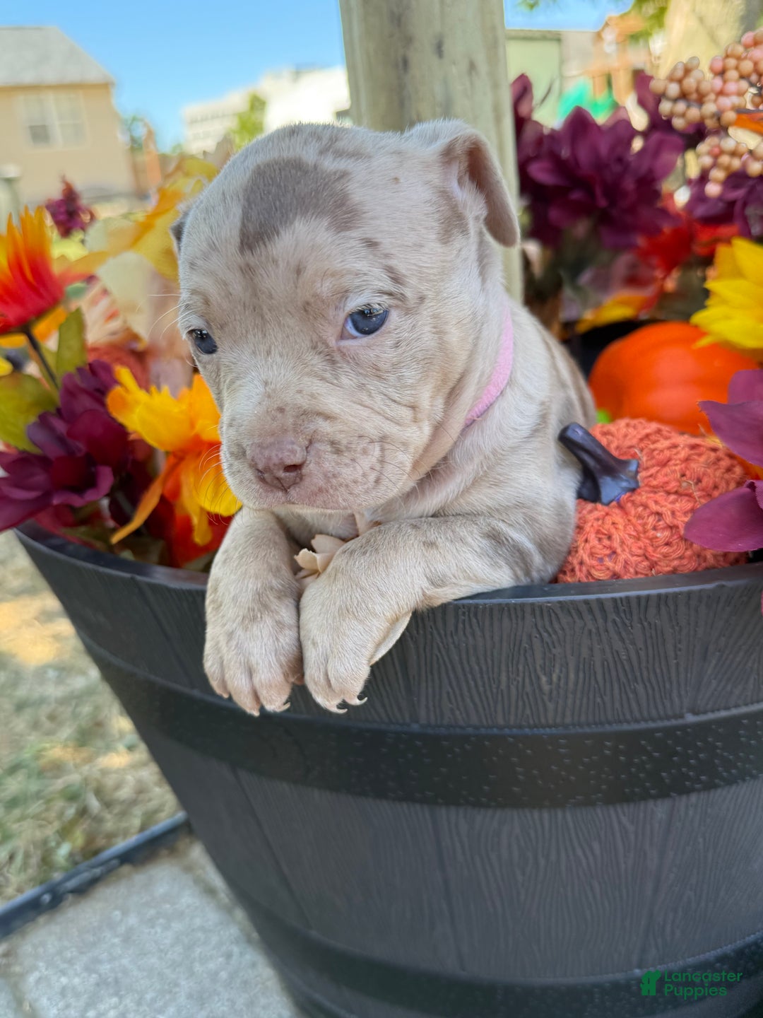 American Bully dogs for sale: Stormy - Ad 13
