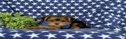 Yorkiepoo dogs for sale: Casey 6 lbs Full Grown - Ad 4