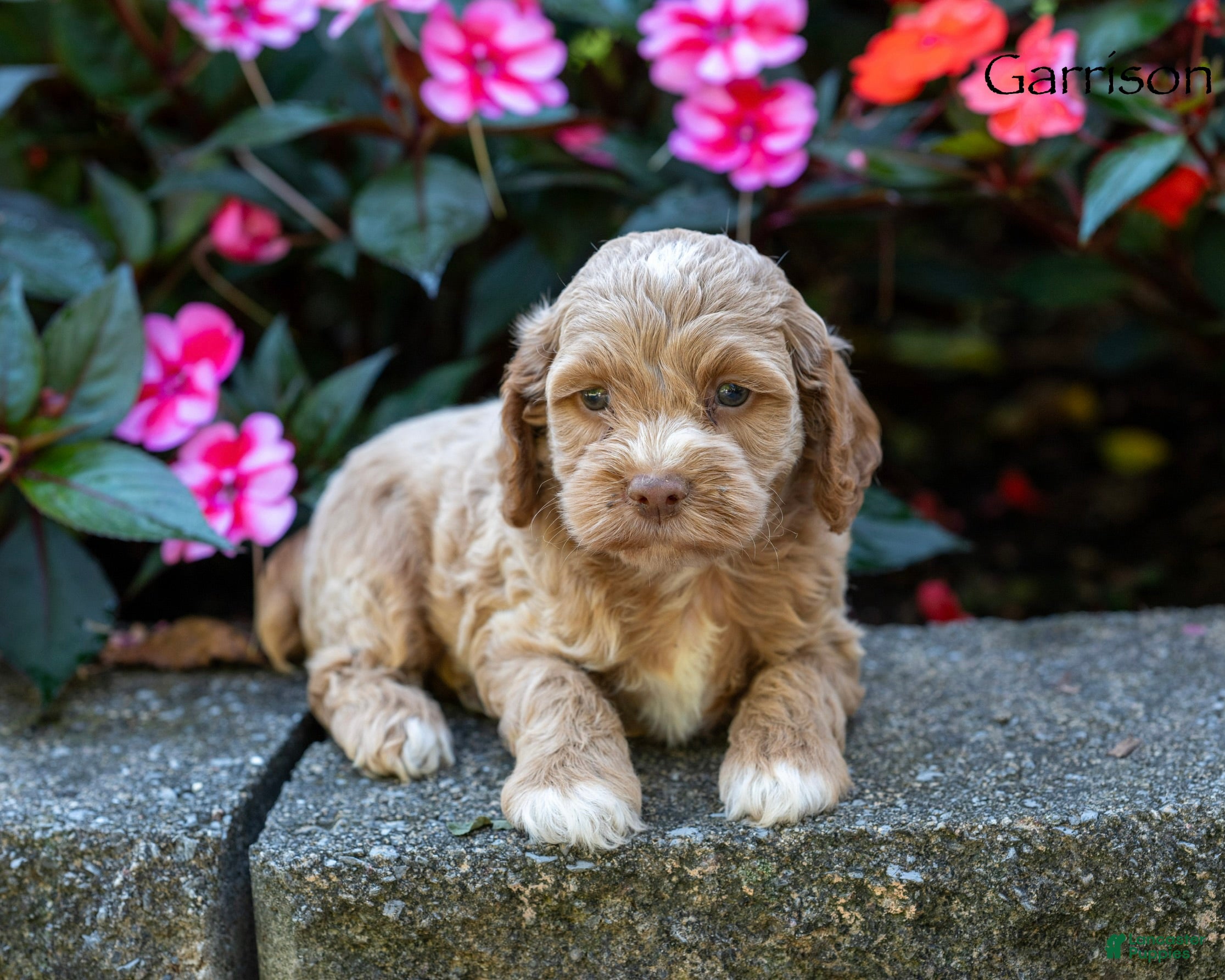 Cockapoo dogs Garrison  - Ad 1