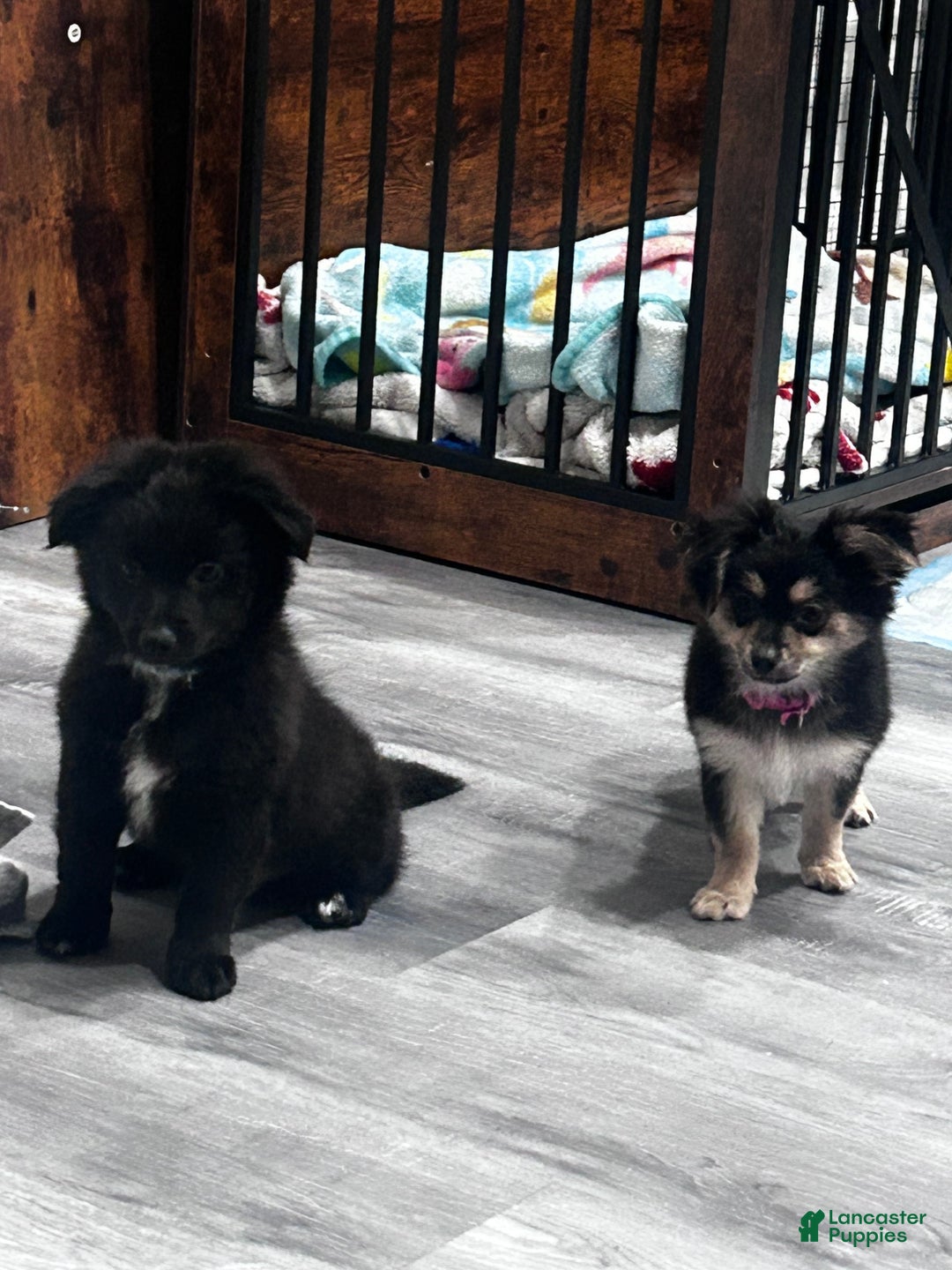 Gallery Image {{count}}