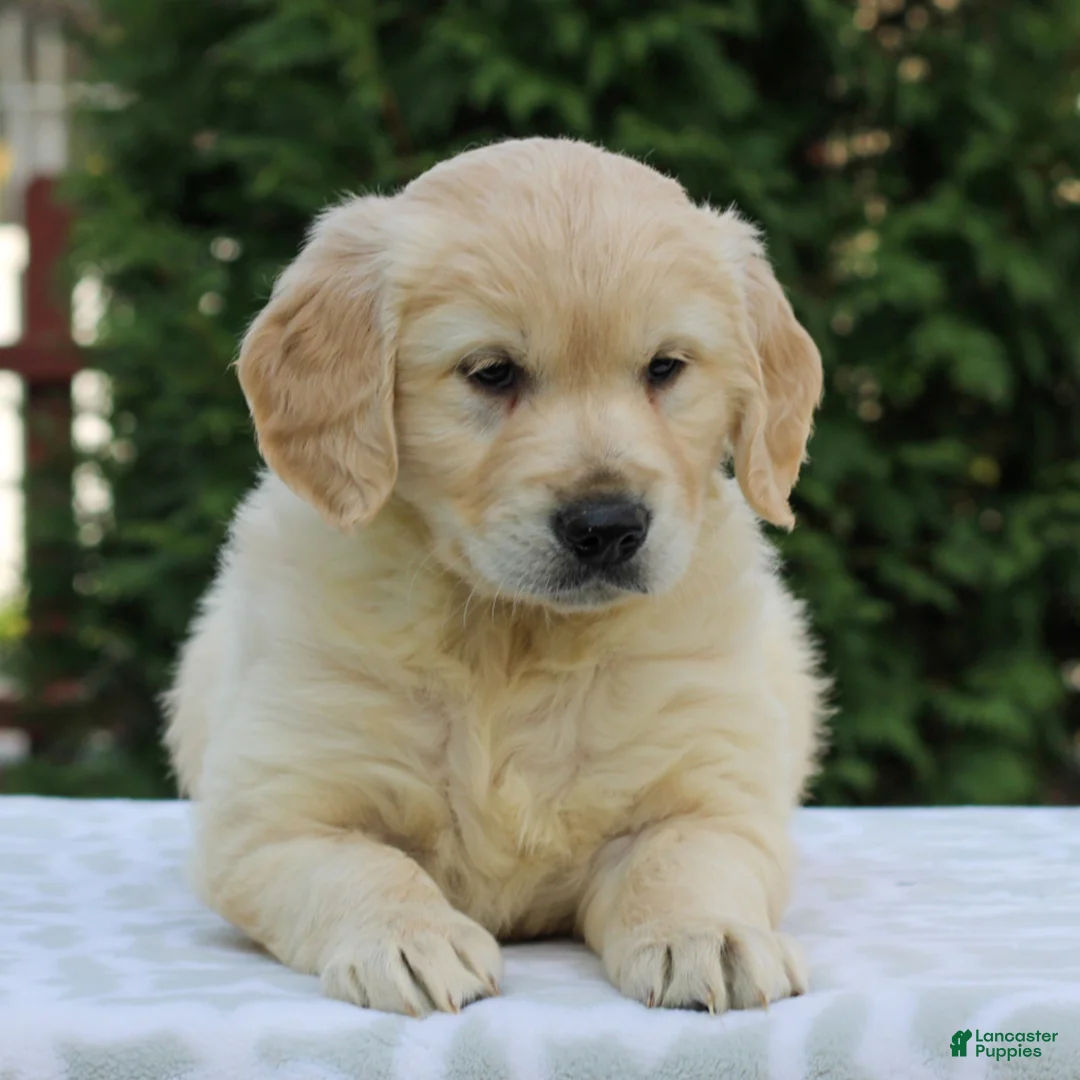 Golden Retriever dogs for sale: Ranger  - Ad 2