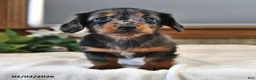 Miniature Dachshund dogs for sale: Daisy - Ad 2