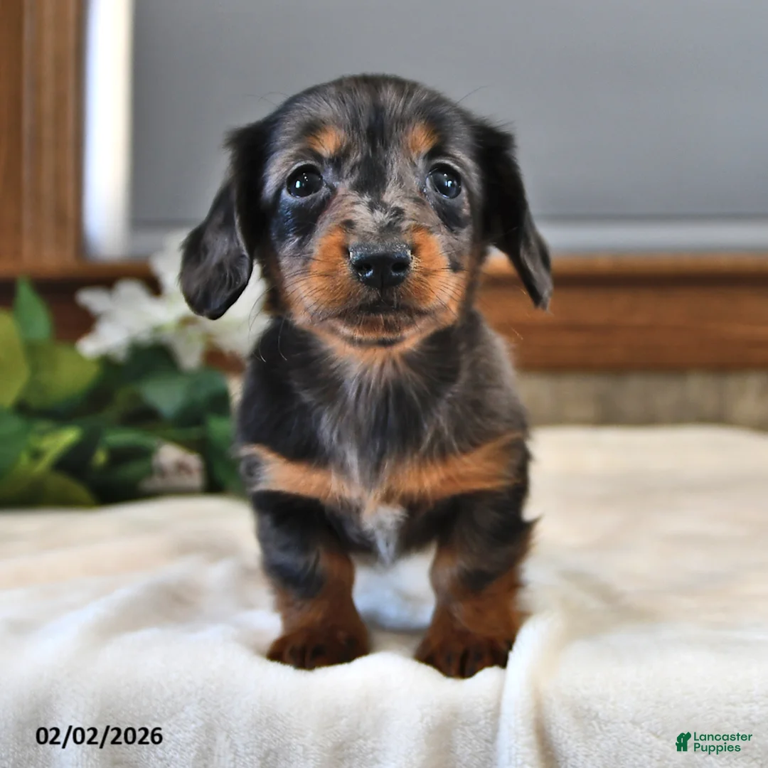 Miniature Dachshund dogs for sale: Daisy - Ad 2