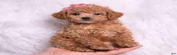 Toy Poodle dogs for sale: Mango - Ad 1