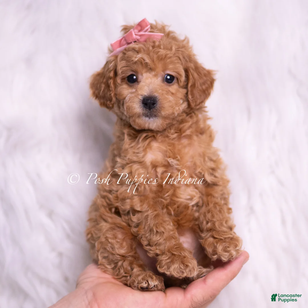 Toy Poodle dogs for sale: Mango - Ad 1