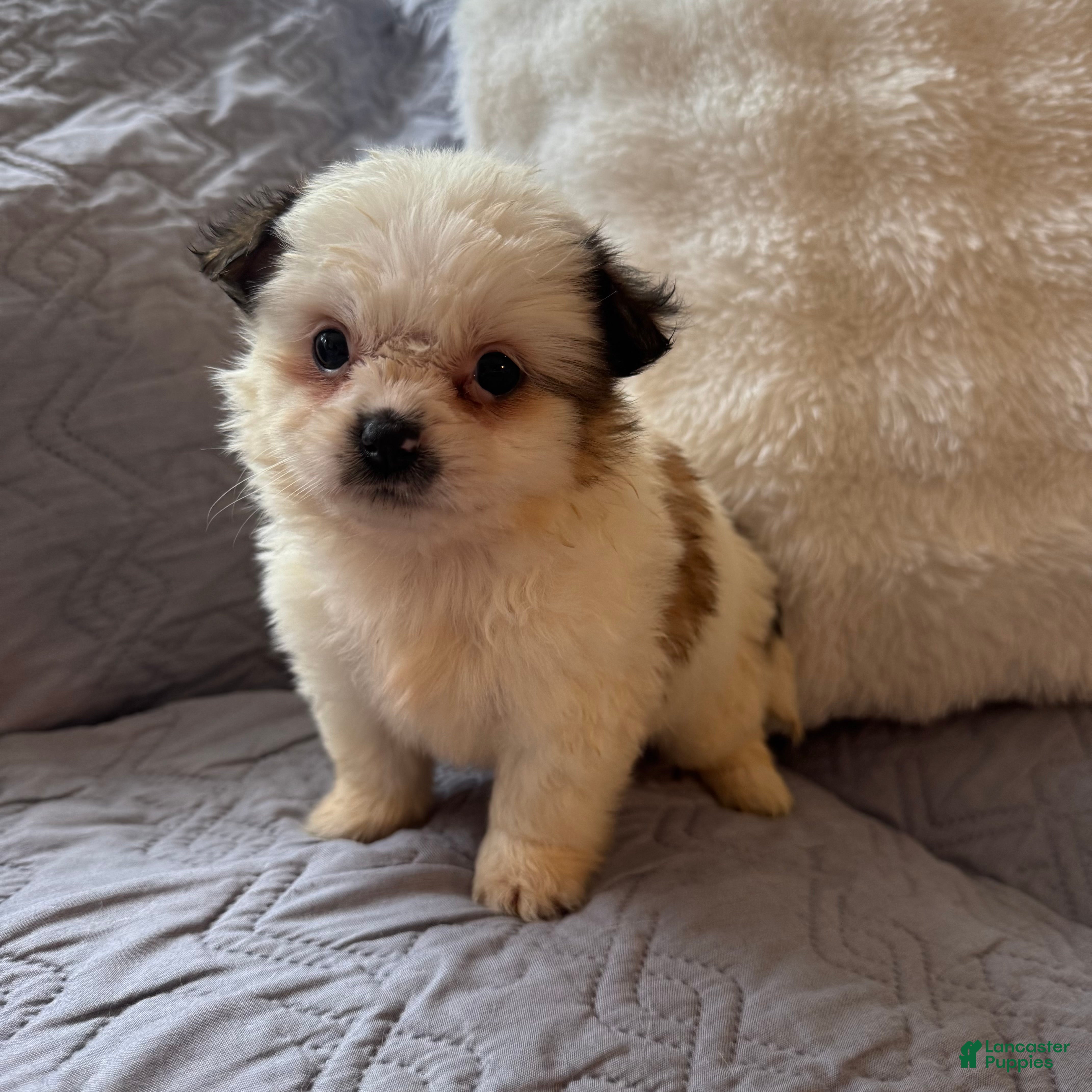 Shorkie dogs May - Ad 15