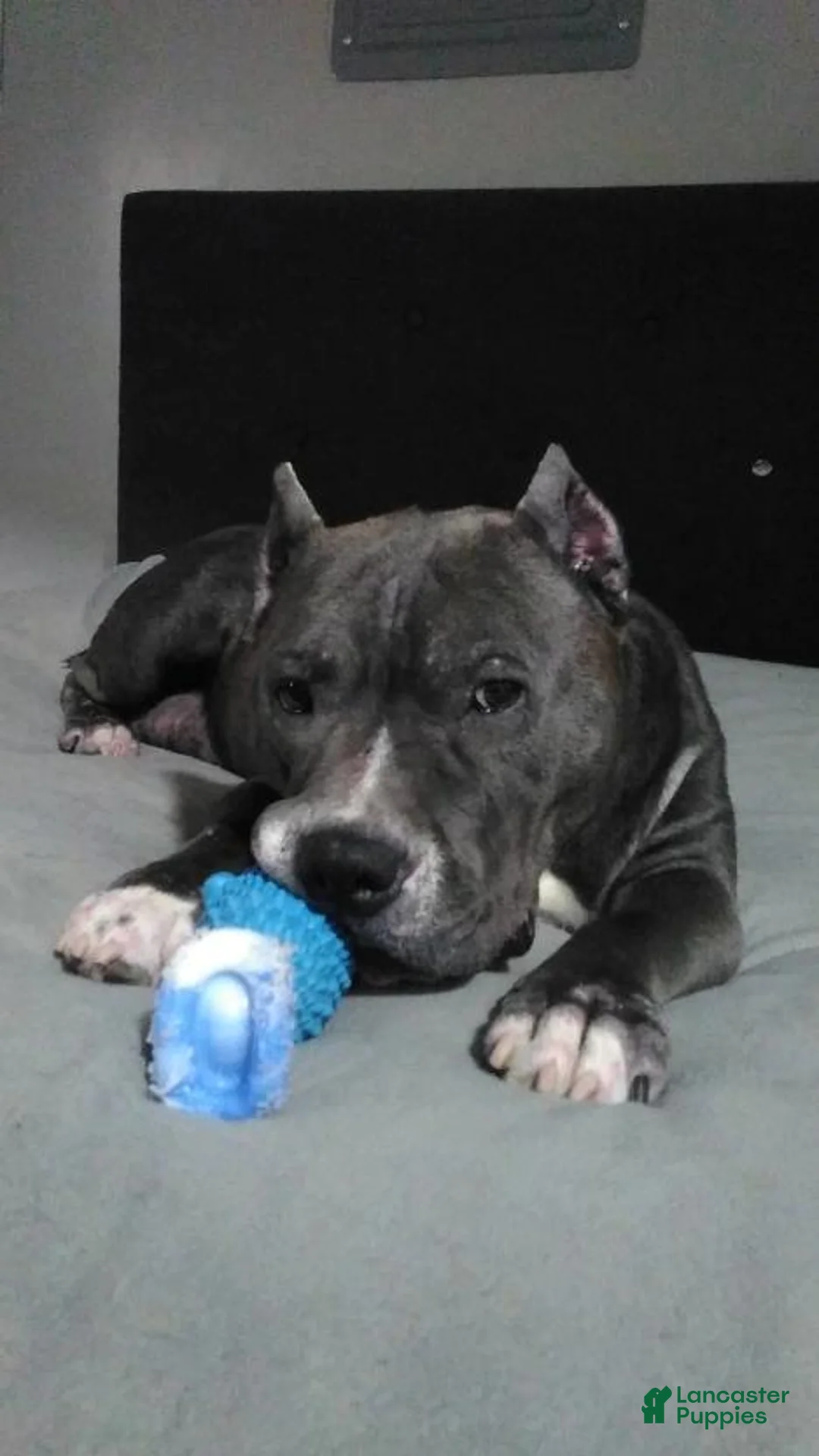American Staffordshire Terrier dogs for sale: American Staffordshire Terrier 1 - Ad 9