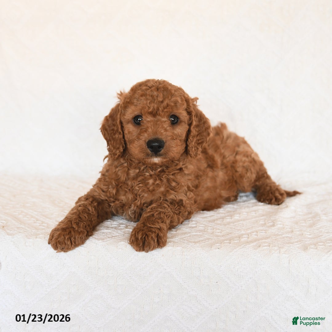 Cavapoo dogs for sale: Sterling - Ad 3